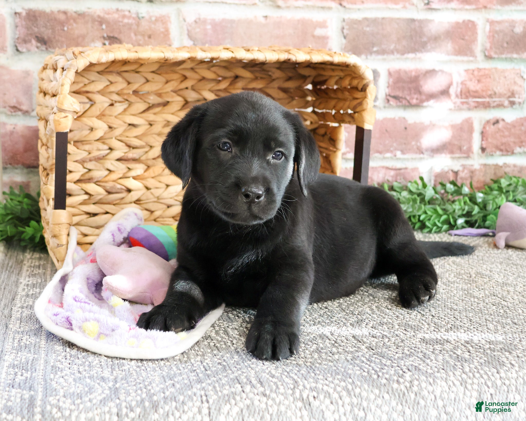 Labrador Retriever dogs Lassie - Ad 35