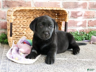 Labrador Retriever dogs Lassie - Ad 35
