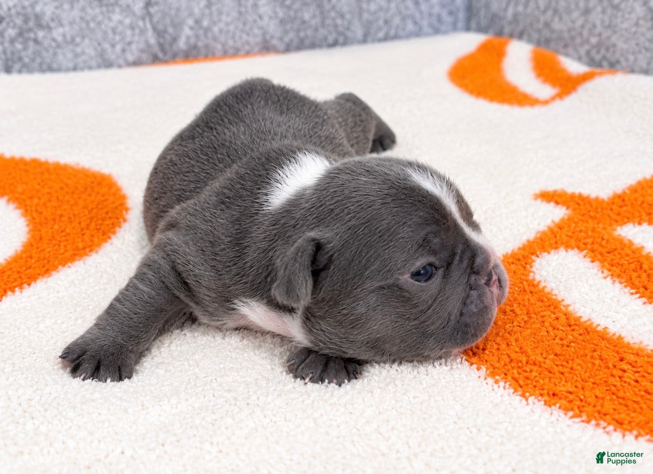 French Bulldog dogs RESERVED Lilac - Male - Tricolor French Bulldog - Ad 36