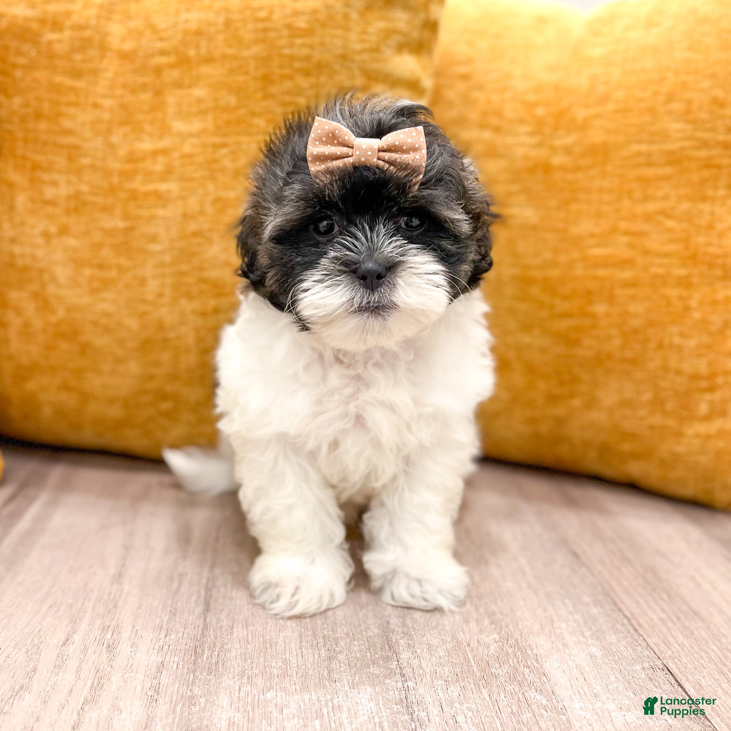 Shihpoo dogs Twinkle - Ad 1
