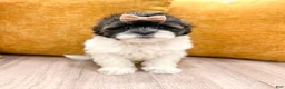 Shihpoo dogs for sale: Twinkle - Ad 1