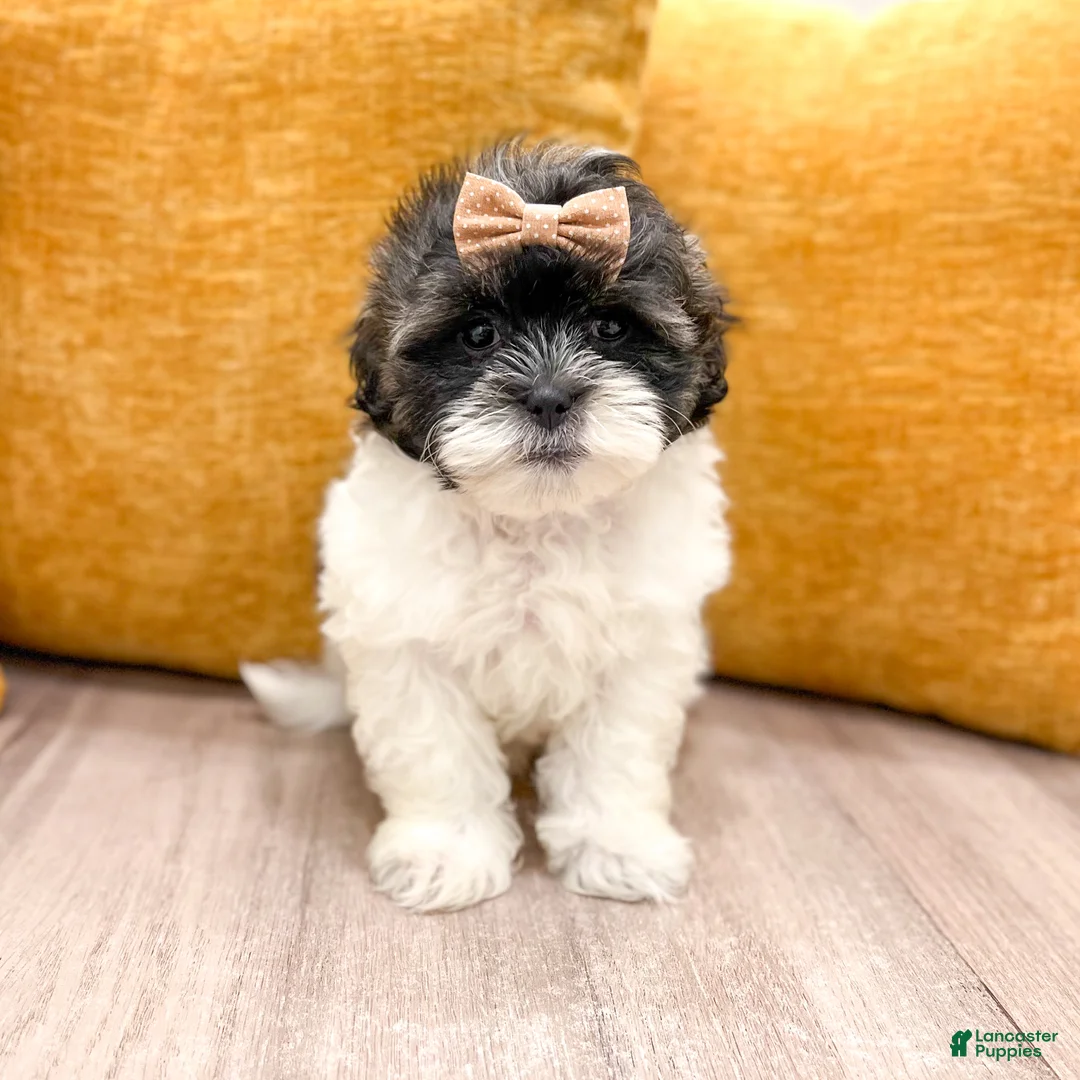 Shihpoo dogs for sale: Twinkle - Ad 1