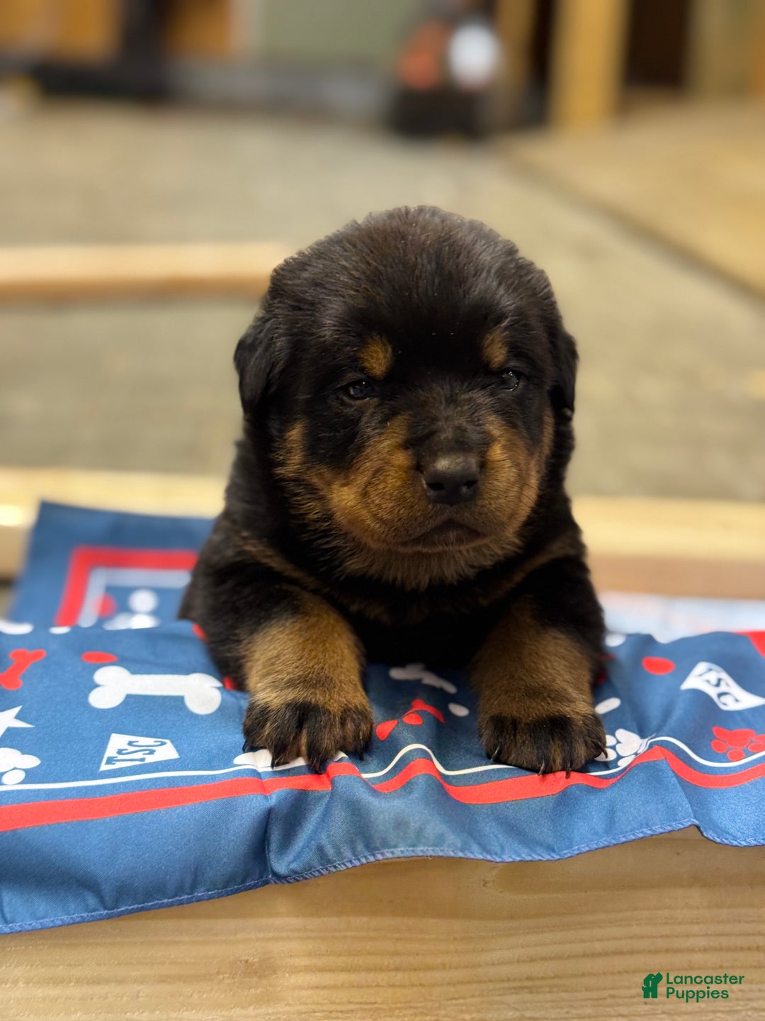 Rottweiler dogs for sale: Dax (docked tail)  - Ad 2