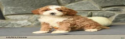 Mini Aussiedoodle dogs for sale: Sebastian - Ad 1