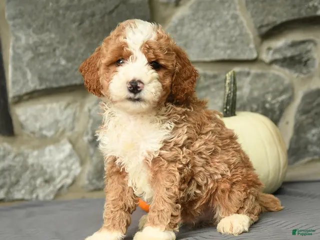 Mini Aussiedoodle dogs for sale: Sebastian - Ad 1