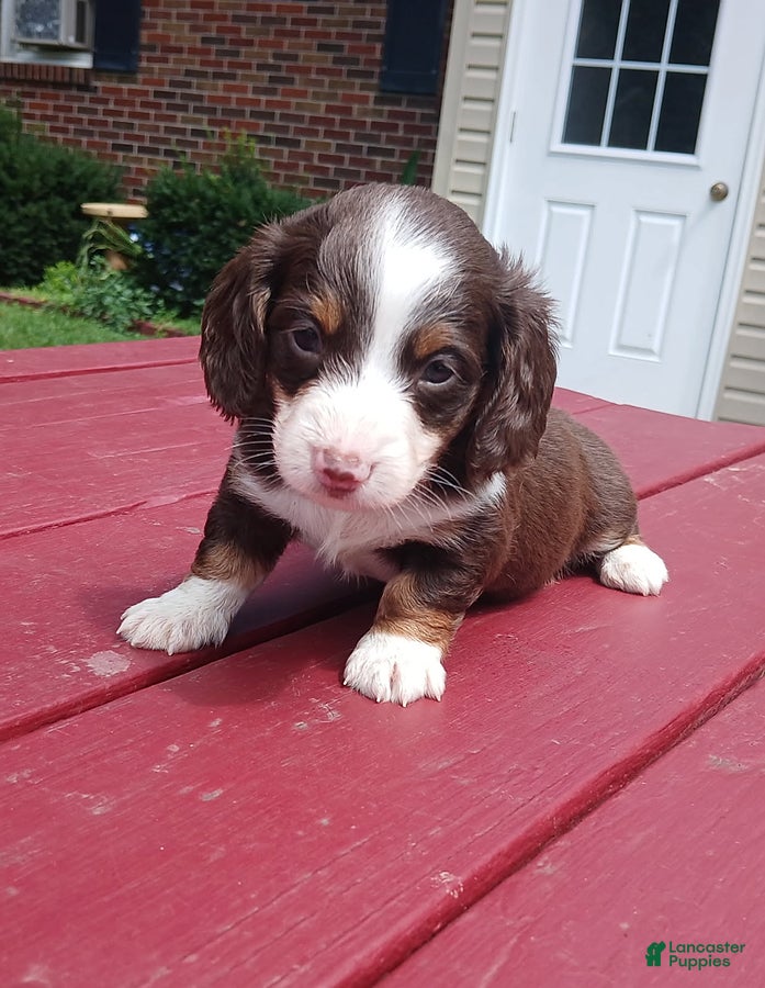 Miniature Dachshund dogs Carter - Ad 1