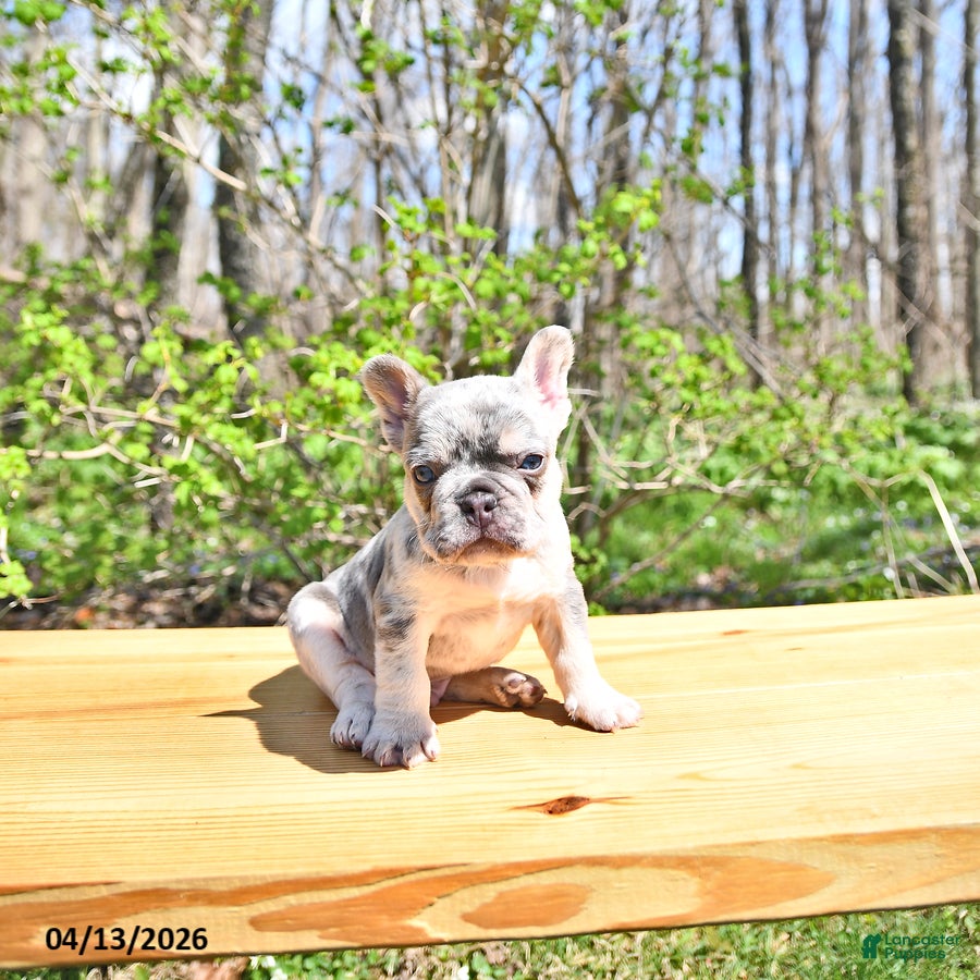French Bulldog dogs Bentley - Ad 1
