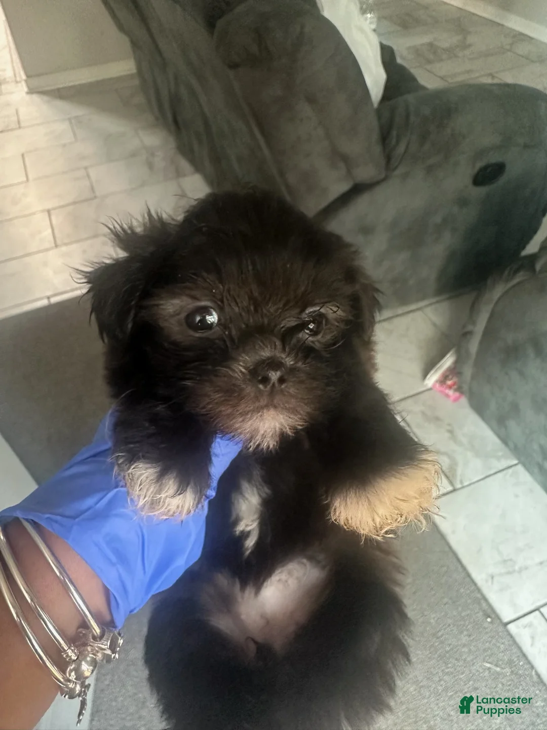 Malshi dogs for sale: Malshi 4 - Ad 1