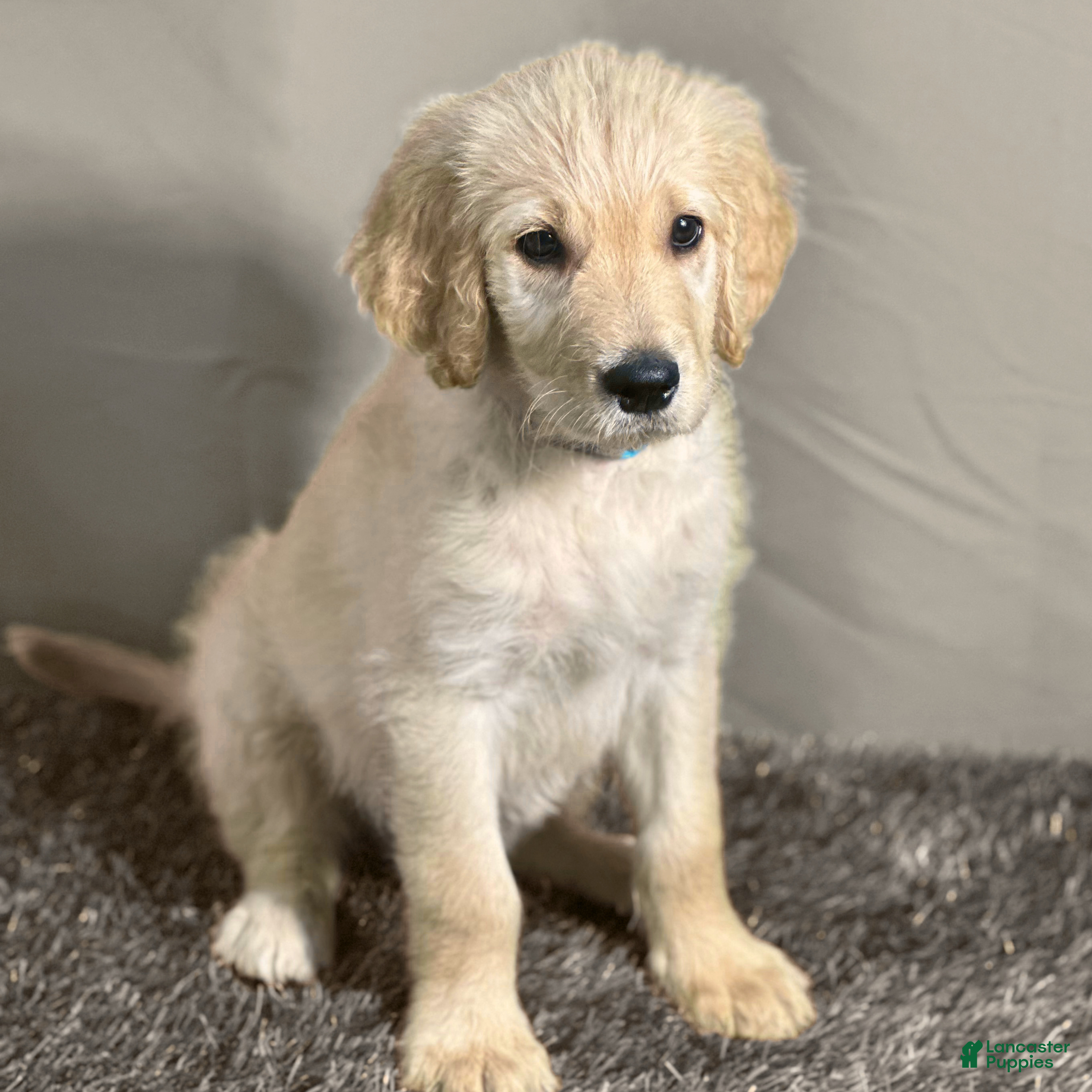 Goldendoodle dogs Qui-Gon Jin - F1 Standard Goldendoodle - Ad 1