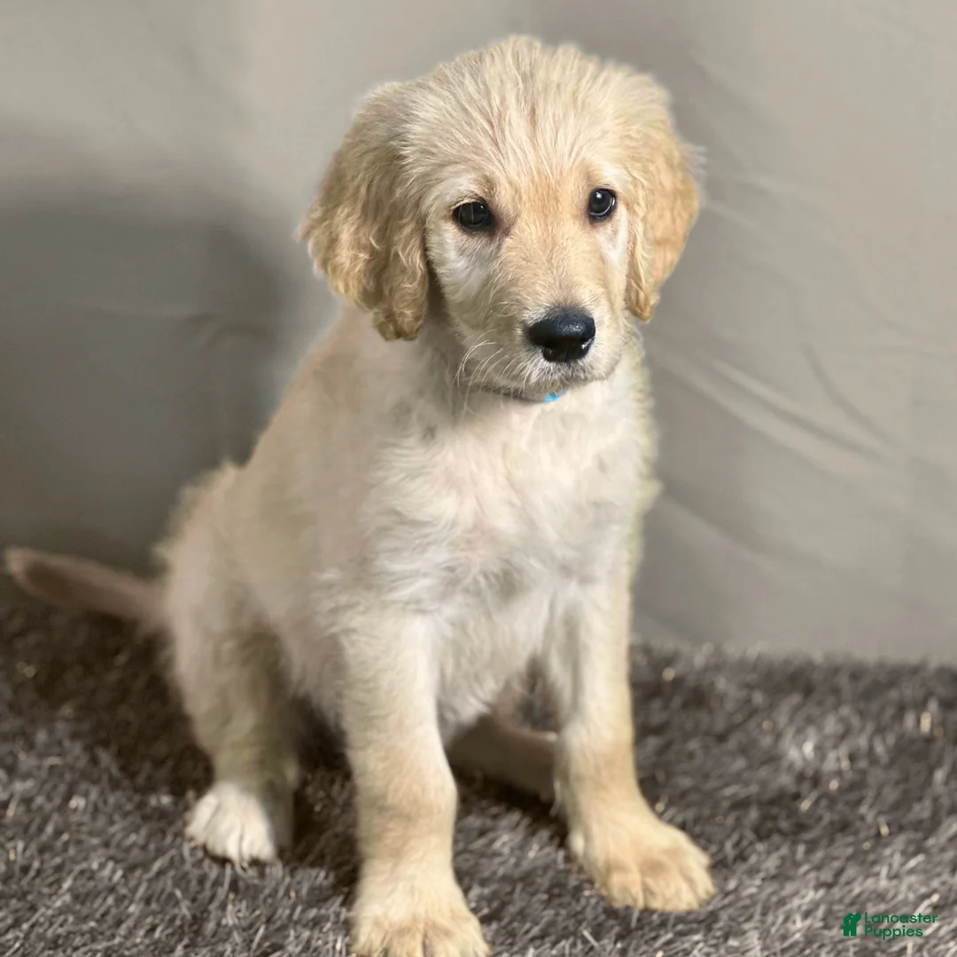 Goldendoodle dogs for sale: Qui-Gon Jin - F1 Standard Goldendoodle - Ad 1