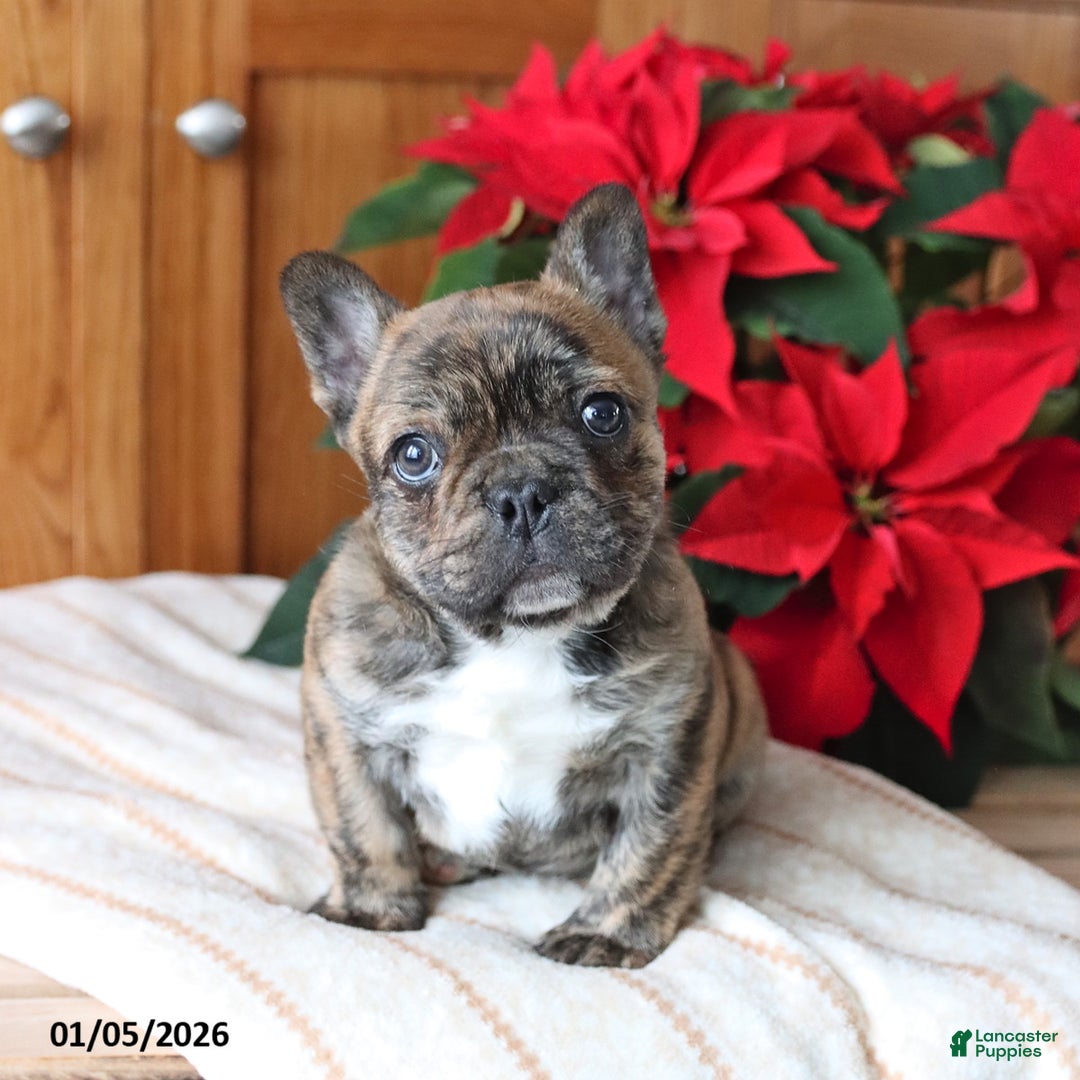 Frenchton dogs for sale: Louie - Ad 4