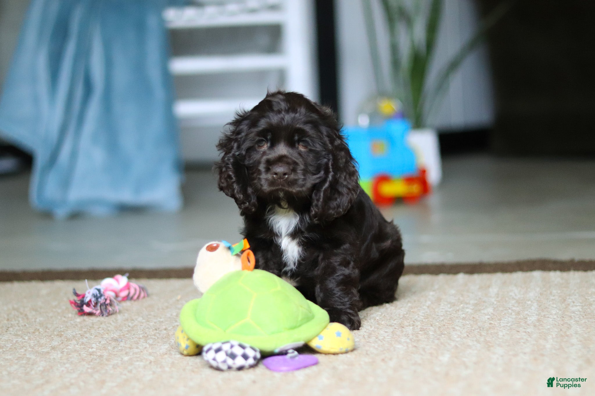 Cocker Spaniel dogs Jace - Ad 1