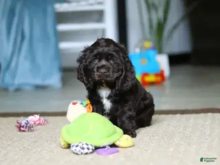 Cocker Spaniel dogs for sale: Jace - Ad 3