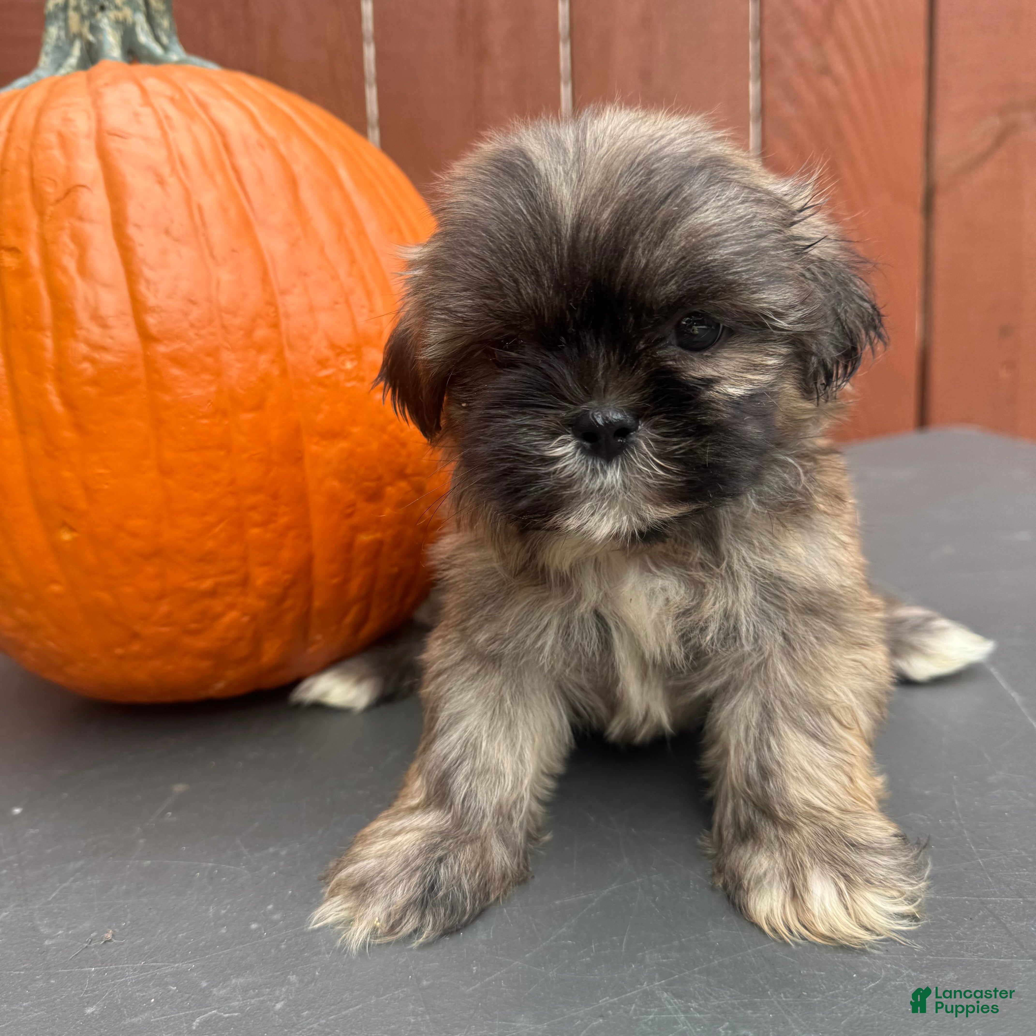 Shih Tzu dogs Waffle - Ad 1