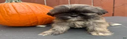 Shih Tzu dogs for sale: Waffle - Ad 1
