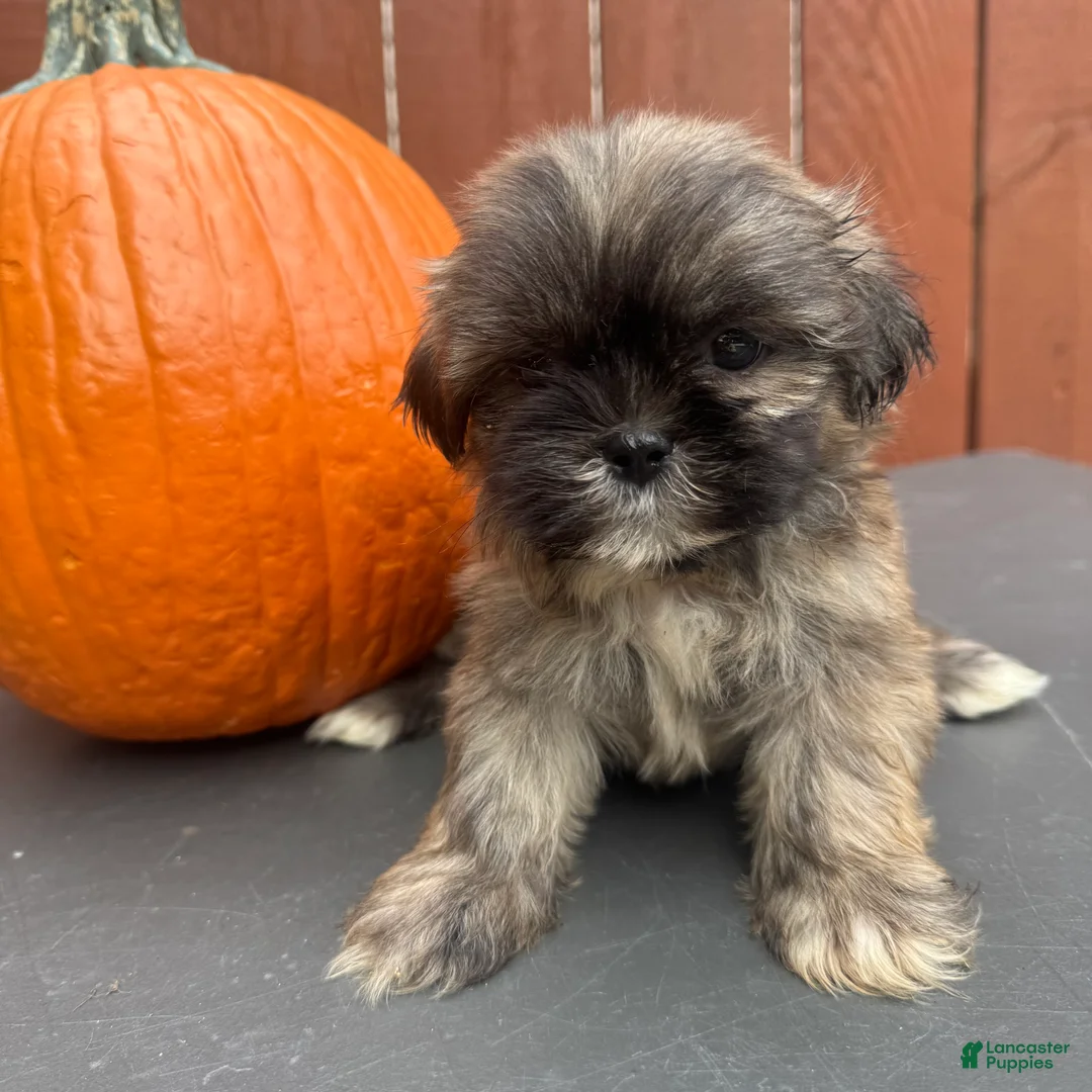 Shih Tzu dogs for sale: Waffle - Ad 1
