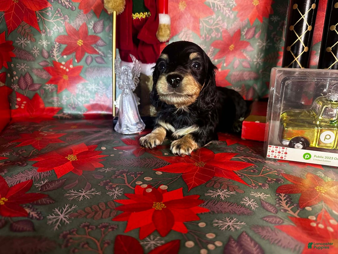 Miniature Dachshund dogs for sale: Kody - Ad 4