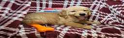 Golden Retriever dogs for sale: Down Town Brown - Ad 2