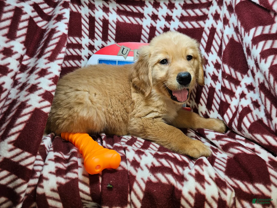 Golden Retriever dogs for sale: Down Town Brown - Ad 2