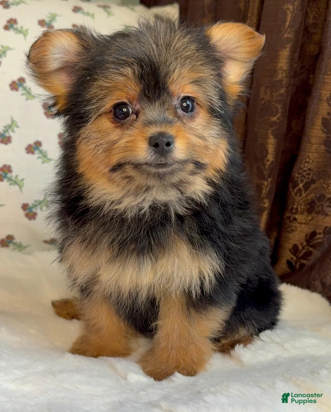 Mixed Breed dogs for sale: 4 Adorable Puppies Available (Pom x Biewer Mix) - Ad 38