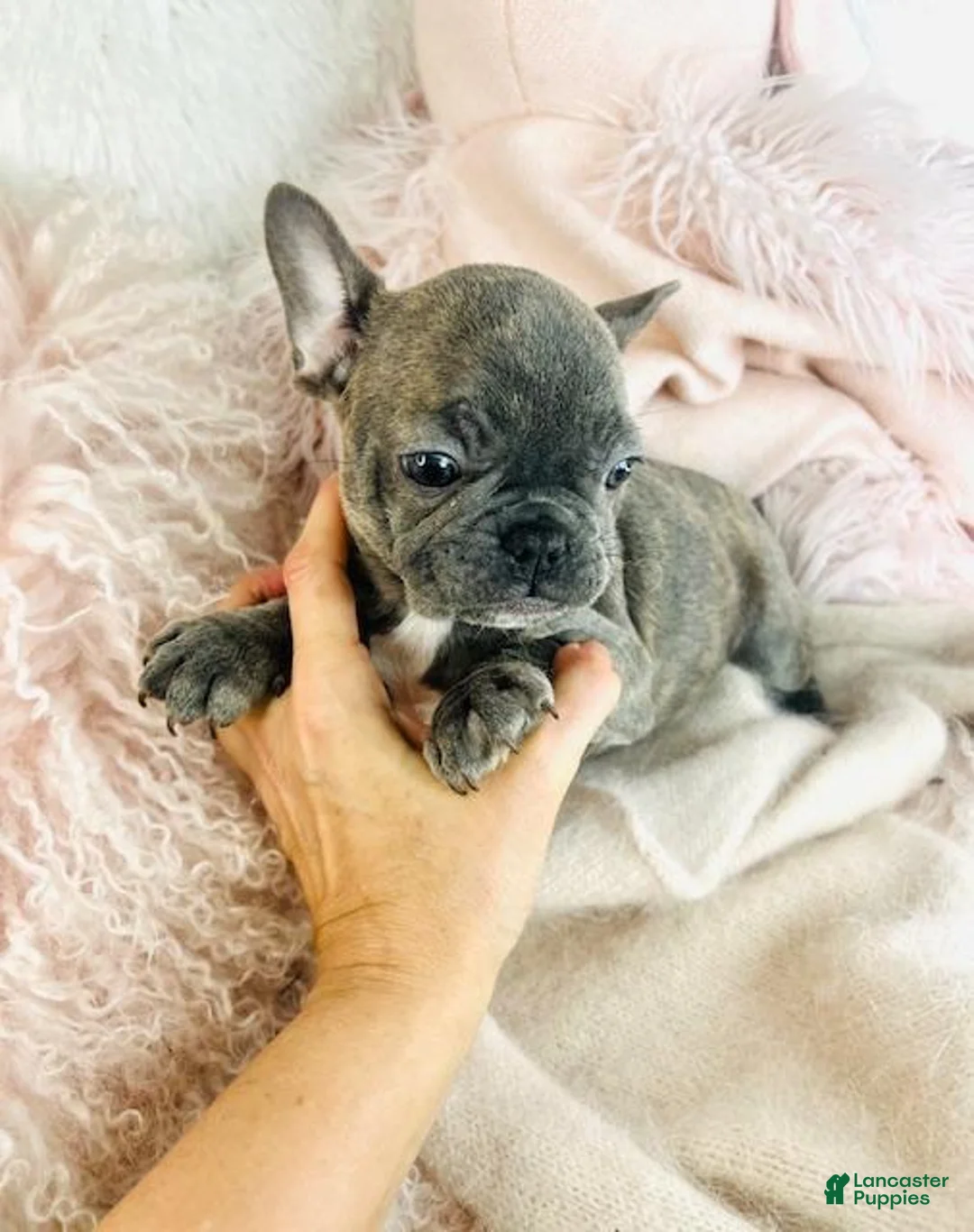 French Bulldog dogs for sale: French Bulldog Puppy 1 - Ad 3