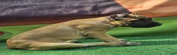 Cane Corso dogs for sale: INDIA - Ad 11