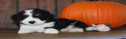 Mini Bernedoodle dogs for sale: Marshall - Ad 2
