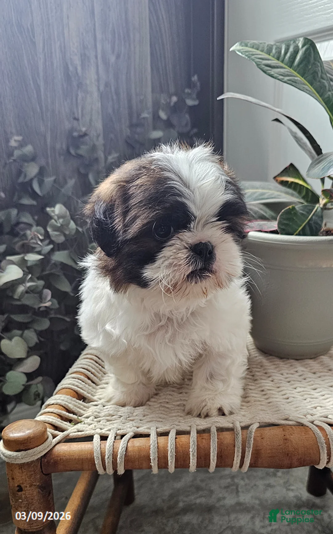Shih Tzu dogs for sale: Rocky - Ad 7