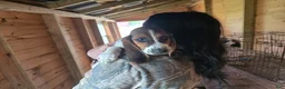 Basset Hound dogs for sale: Baxter Basset Hound - Ad 1