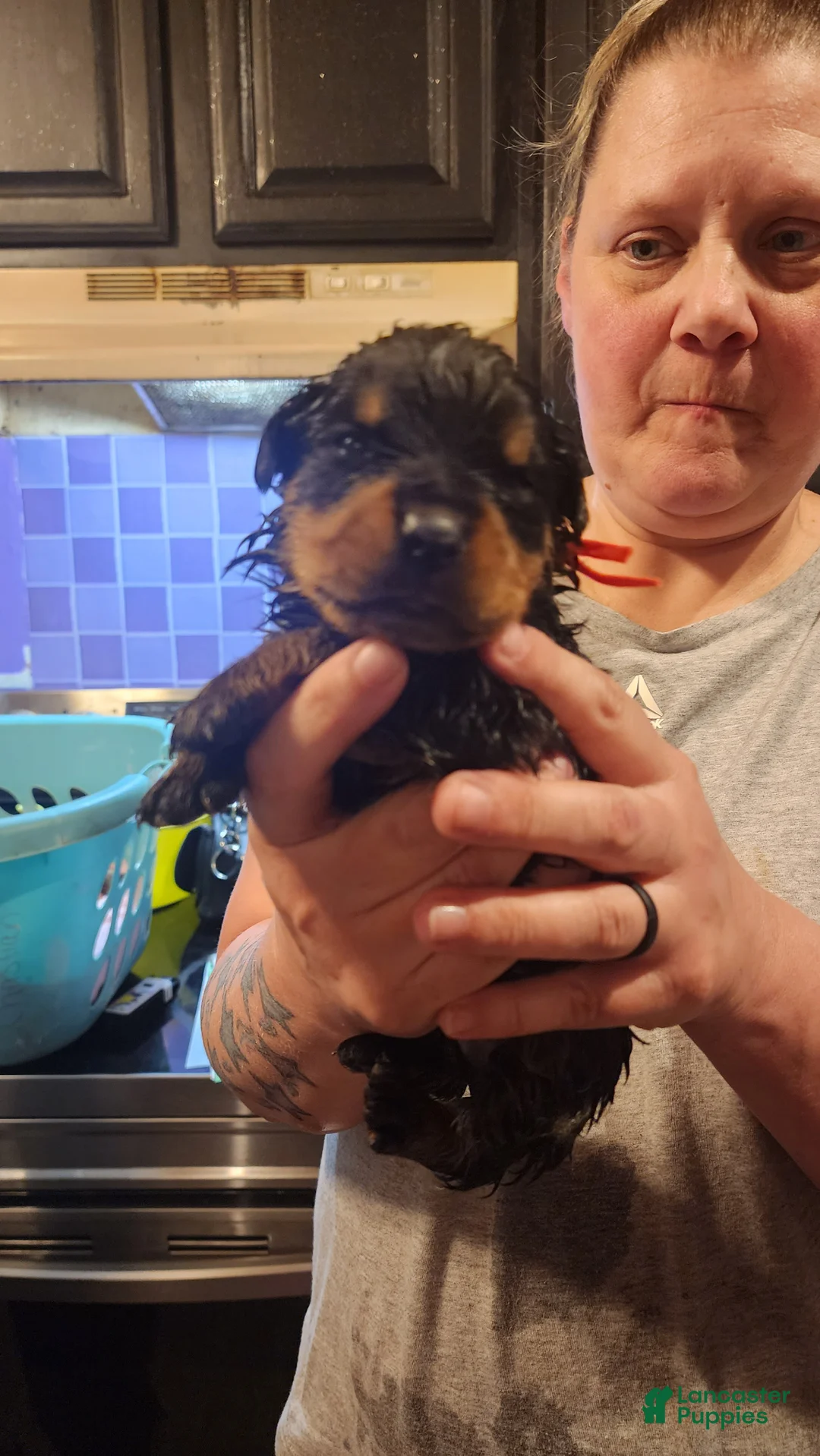 Rottweiler dogs for sale: Rottweiler Puppy 3 - Ad 1