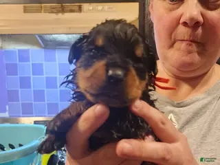 Rottweiler dogs Rottweiler Puppy 3 - Ad 25