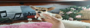 Micro teacup white fawn girl. Hand Delivery 