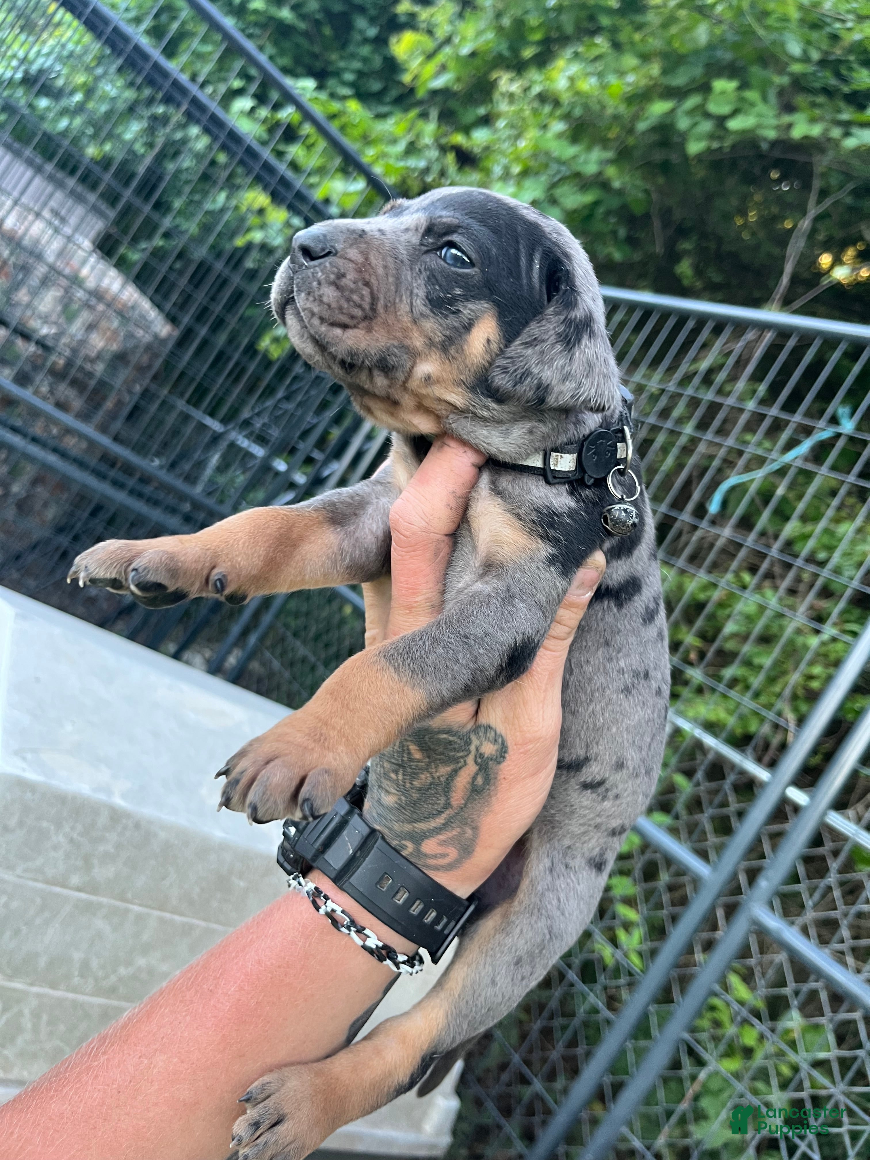 Catahoula Leopard Dog dogs Catahoula Leopard Dog Puppy 3 - Ad 2
