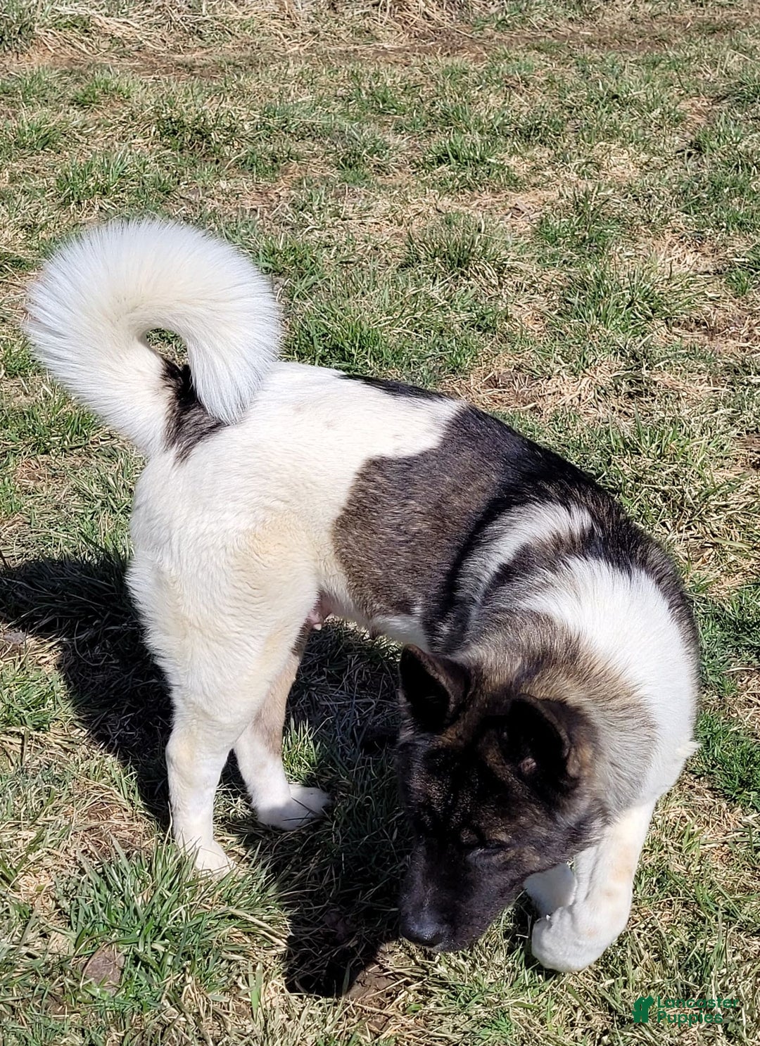 Akita dogs for sale: Akita Puppy Girl 5 - Ad 16