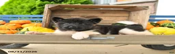 Akita dogs for sale: Nike - Ad 5