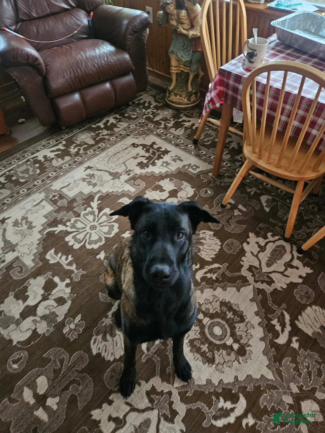 Belgian Malinois dogs for sale: Green Bean - Ad 5