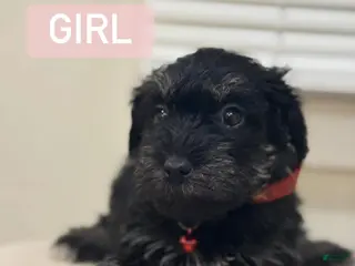 Miniature Schnauzer dogs Miniature Schnauzer Puppy 1 - Ad 25