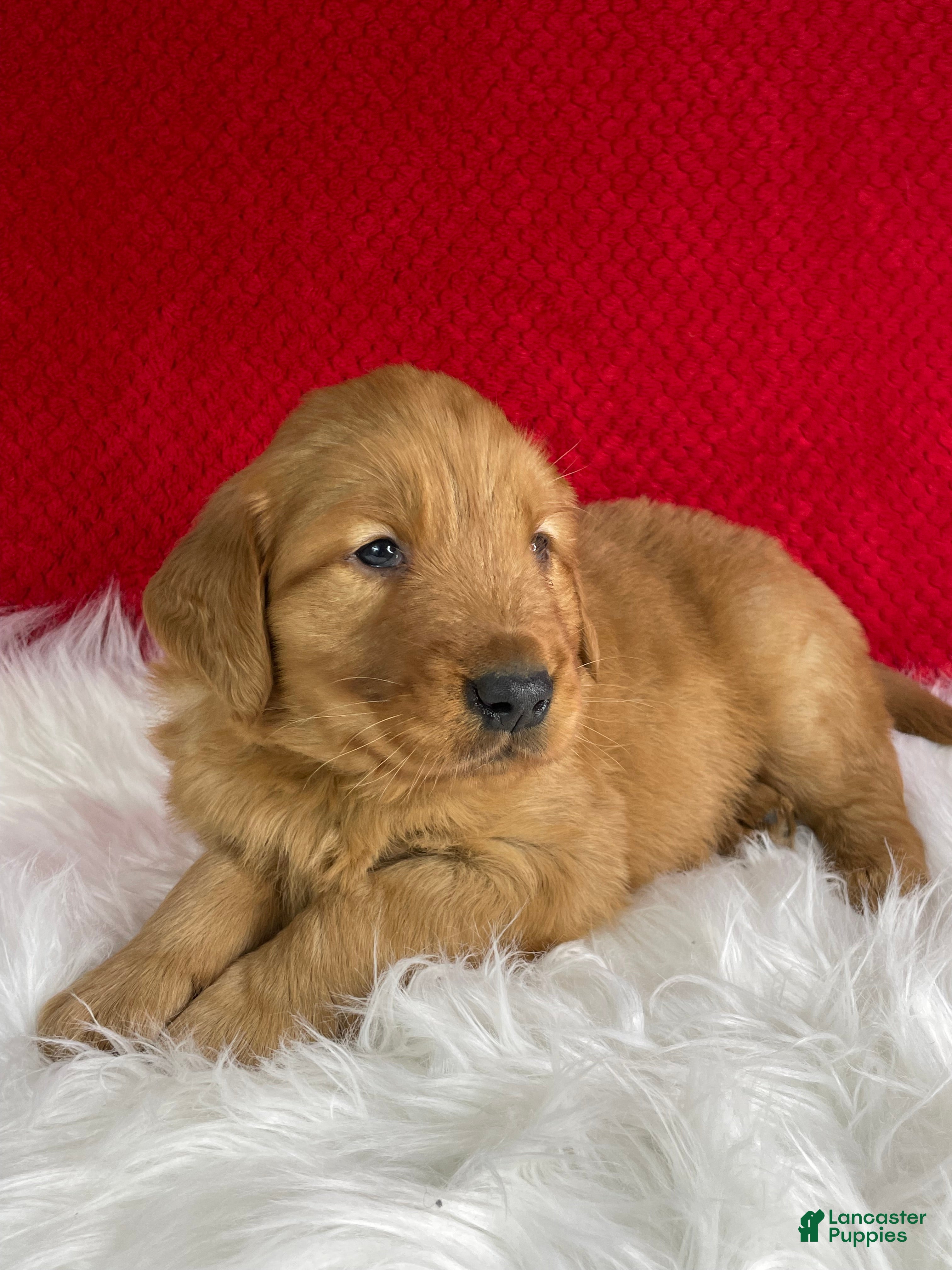 Golden Retriever dogs Baxter - Ad 2