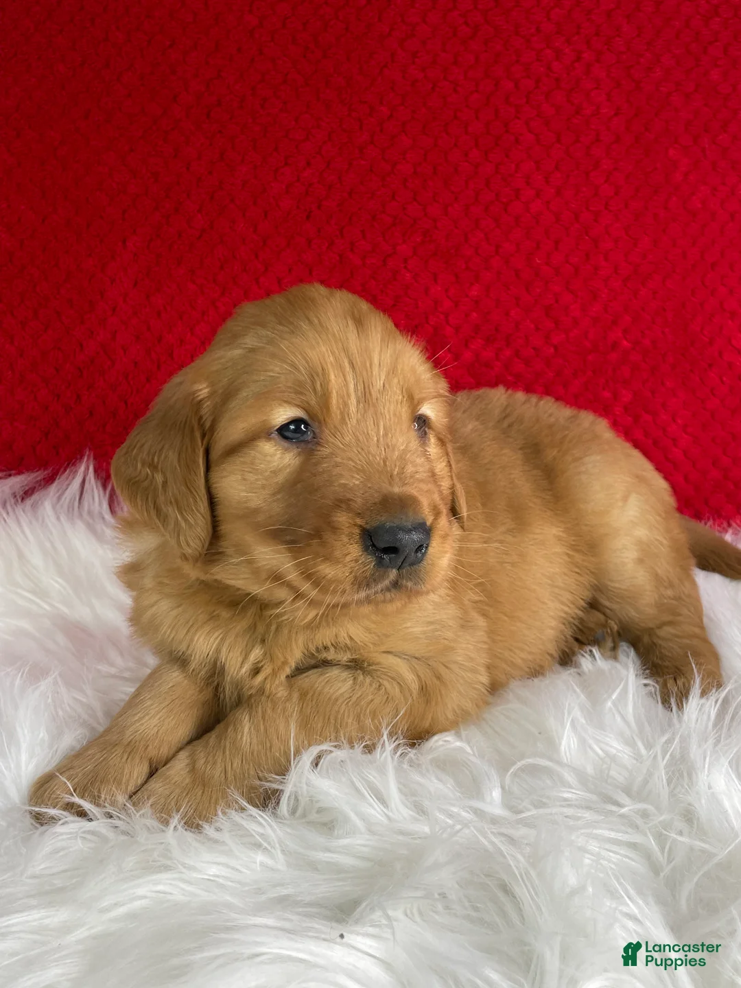 Golden Retriever dogs for sale: Baxter - Ad 2