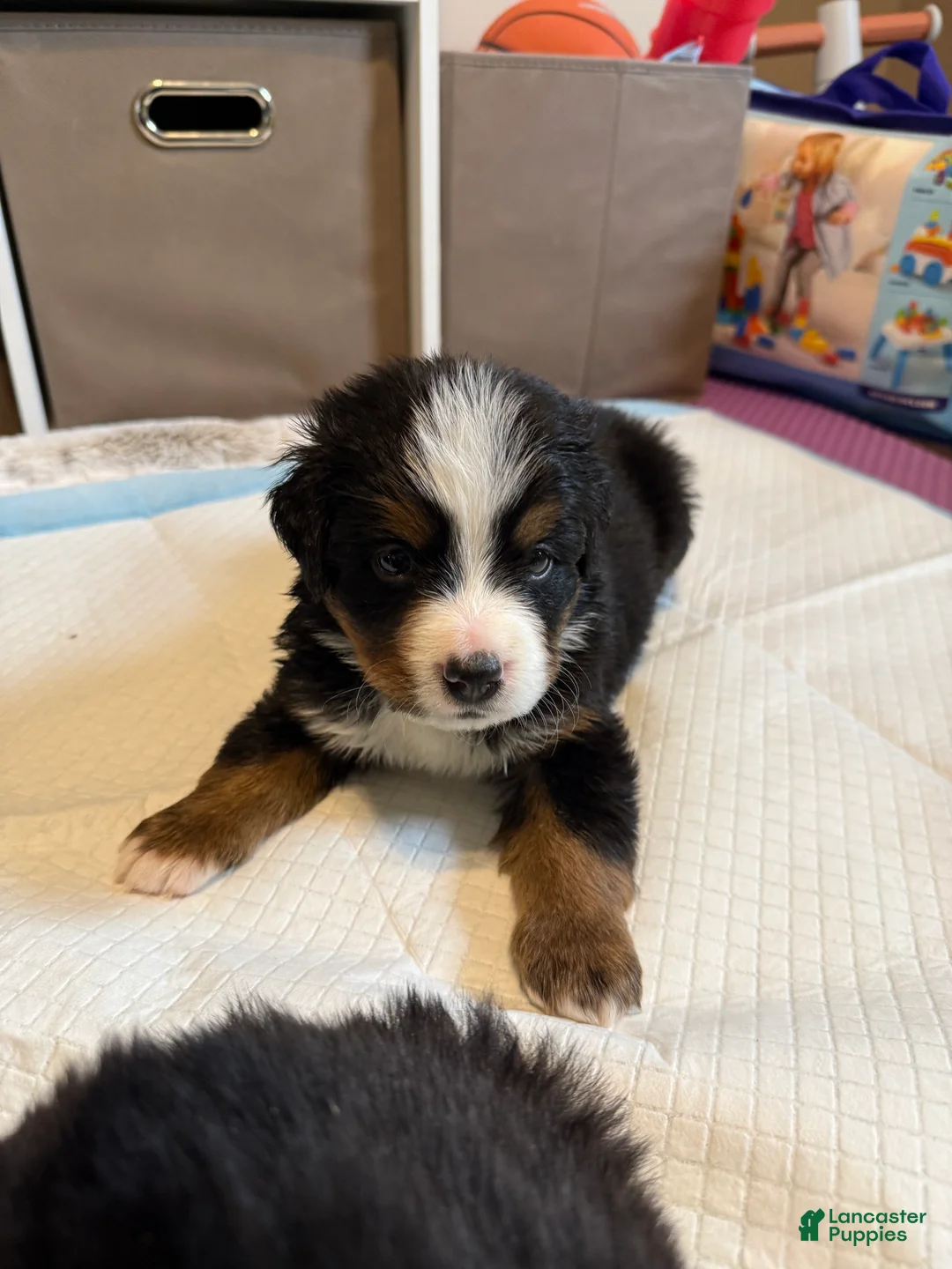 Bernese Mountain Dog dogs for sale: Dory - Ad 1