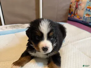 Bernese Mountain Dog dogs Dory - Ad 21