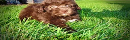 Havapoo dogs for sale: Emily - Ad 14
