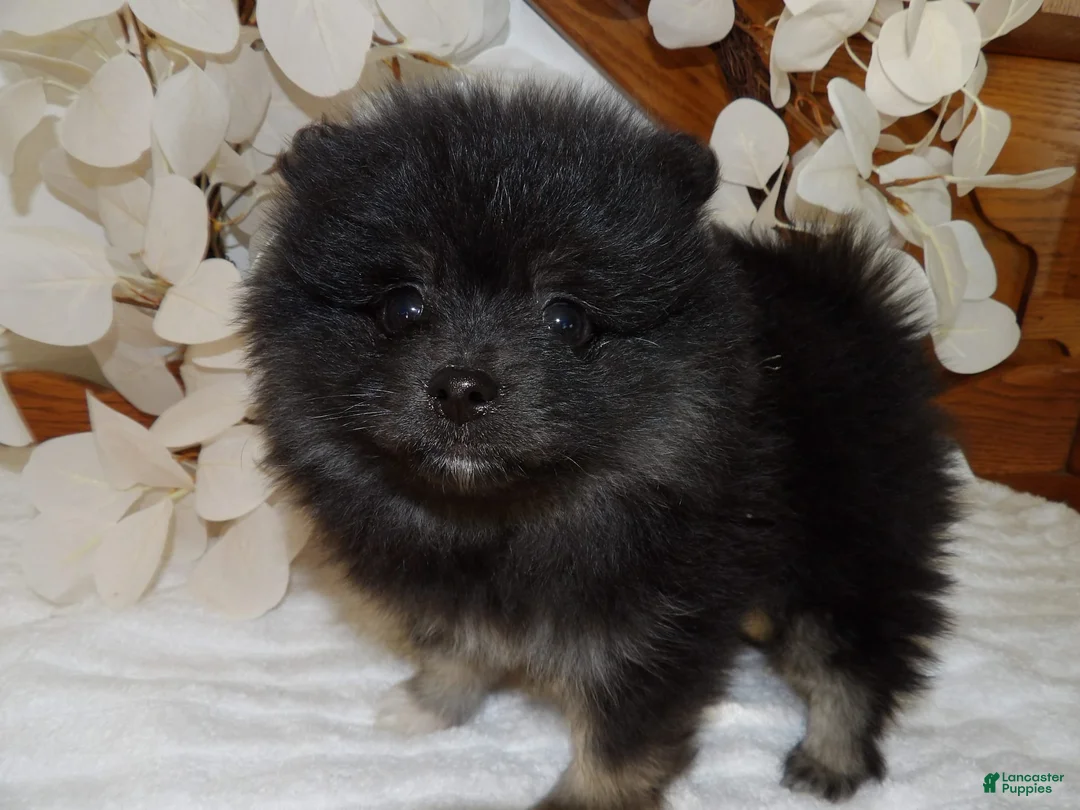 Gallery Image {{count}}