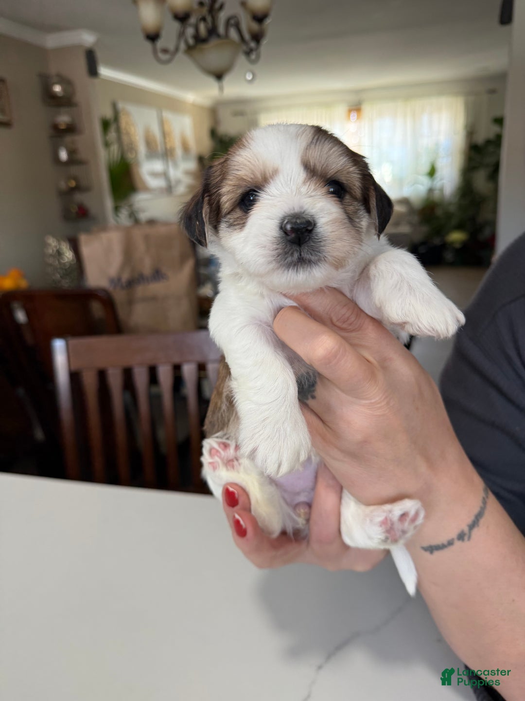 Shorkie dogs for sale: Shorkie Puppy 5 Luna - Ad 6