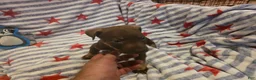 Mixed Breed dogs for sale: Mixed Breed 1 - Ad 3