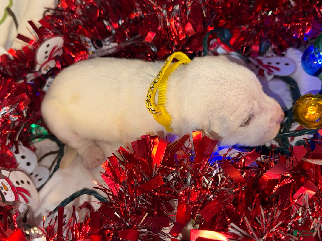 Mixed Breed dogs for sale: Calypso - Ad 2