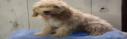 Cockapoo dogs for sale: Brady - Ad 4