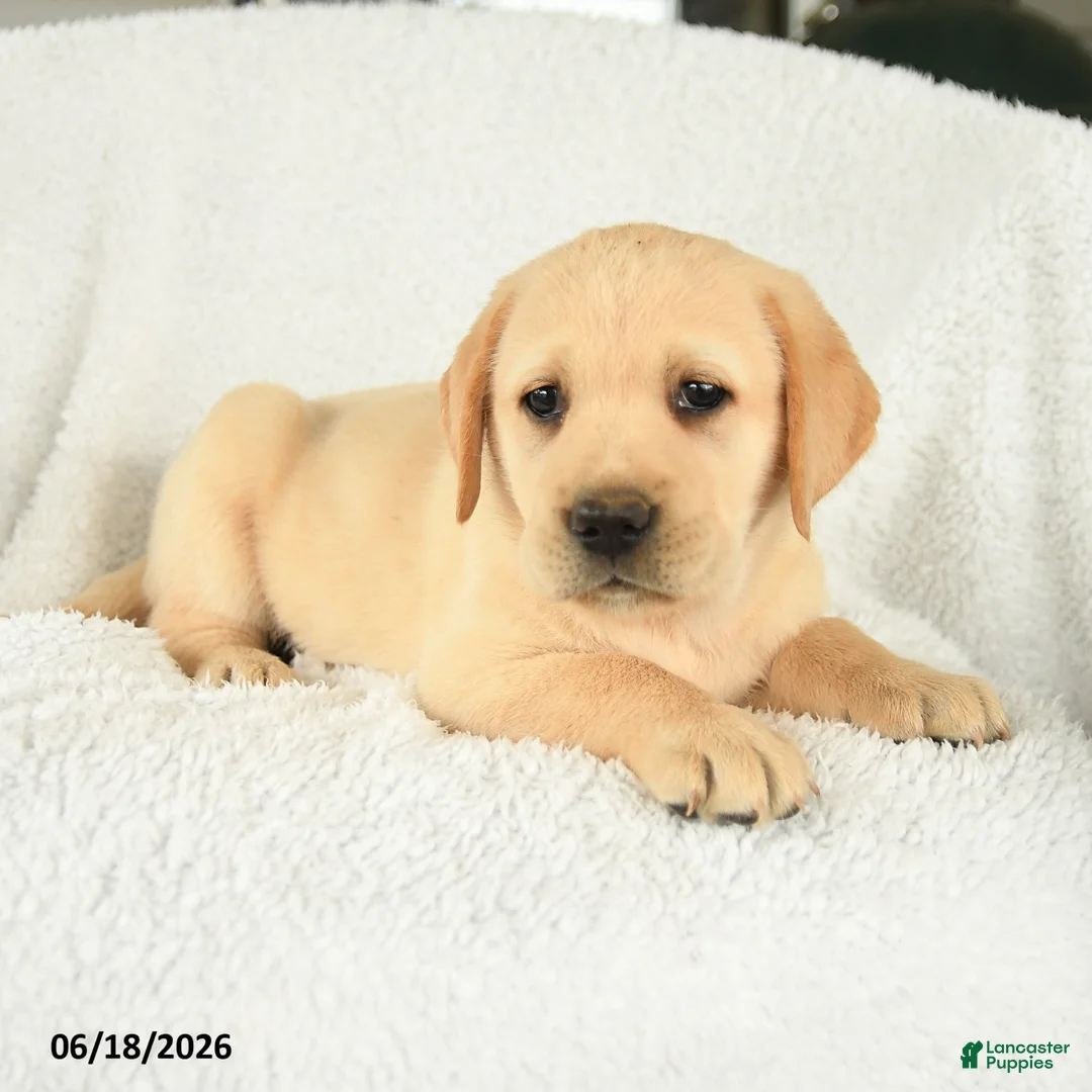 Labrador Retriever dogs for sale: Mellody - Ad 3