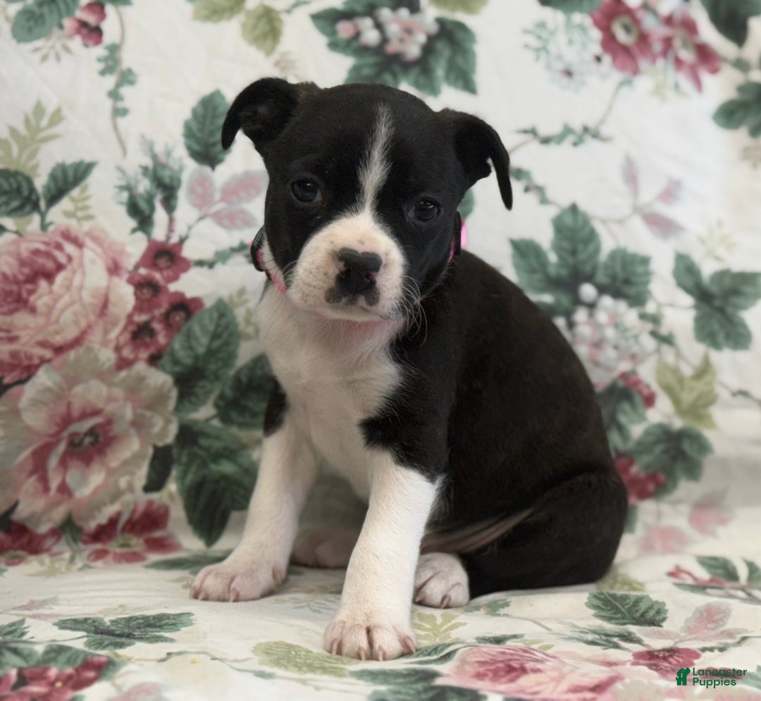 Mixed Breed dogs for sale: Mia - Ad 2