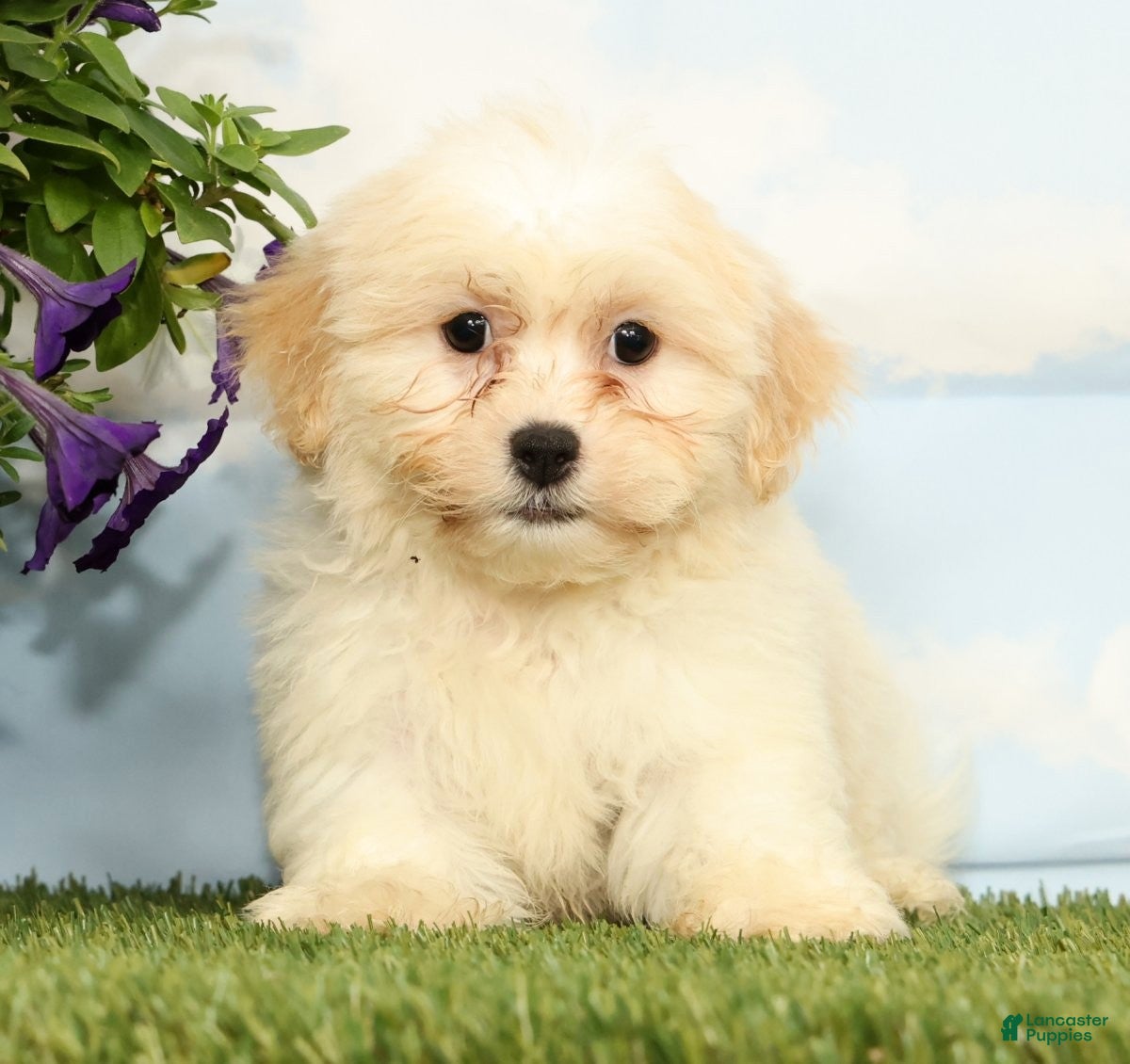 Teddy Bear dogs Kona - Ad 1